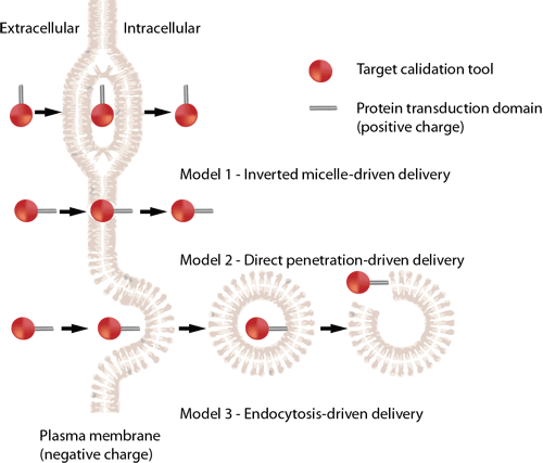 cell penetrating peptide synthesis service